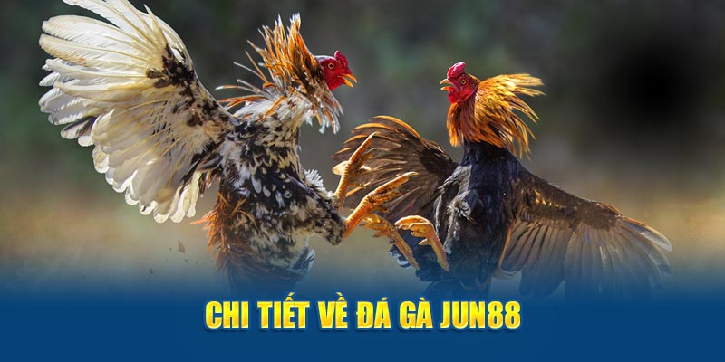 Chi tiết về đá gà Jun88